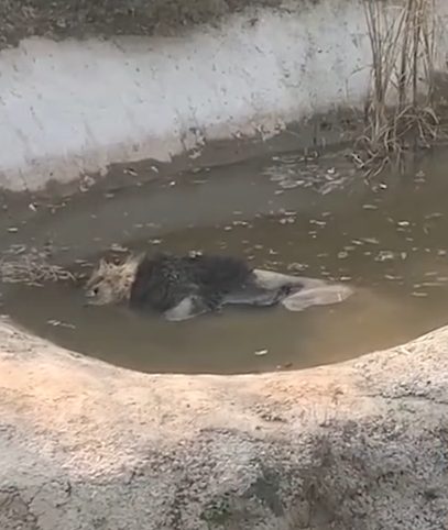 动物园回应狮子泡水池中疑似死亡：生病了 因体力不支溺亡