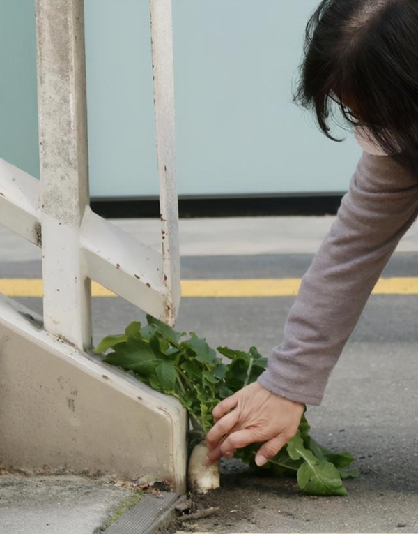 日本天桥下长出“超坚强”萝卜 网友纷纷围观 结果被拔掉了